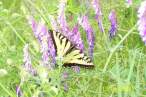 swallow tail.jpg