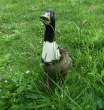 Sasuke the duckbutt.JPG