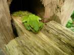 Pacific Tree Frog.jpg
