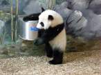 panda.jpg