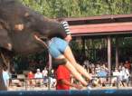 r5p6g8q-ElephantEatsWoman001.jpg
