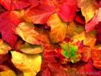 fall_foliage_TEMP0106.JPG