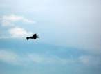 Su-26 Cenej1Jun08 18 sm.jpg