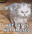 a-cat-cat-wet.jpg