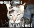 cat-hez-mice.jpg