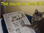 cat-should-be -me.jpg