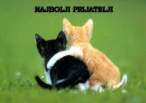 cat-PRIJATELJI.jpg