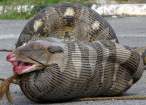python-ate-a-sheep.jpg