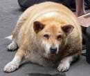 dog-or-bear.jpg