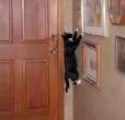 spider-cat.jpg