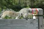 5623_2812_Squirrel-in-over-his-head.jpg