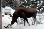4767_2384_moose-kisses-cat.jpg