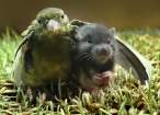 3039_1520_bird-hugs-mouse.jpg