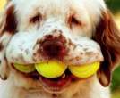 3691_1846_dog-loves-fetch.jpg