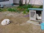 3273_1637_cats-kick-out-the-dog.jpg