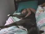 4591_2296_let-sleeping-dogs-lie.jpg