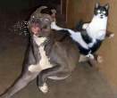 4493_2247_karate-cat.jpg