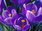 Spring Crocus.jpg