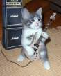 catrocking.gif