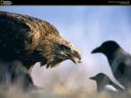 NG Eagle and Crows.jpg