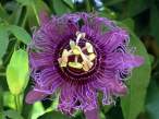 Purple Passion Fruit Flower.jpg