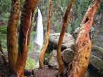 Madrone Trees and Barr Creek Falls, Mill Creek R.jpg