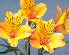 alstroemeria.jpg