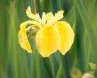 bearded_iris.jpg