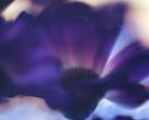 blue_flower_2.jpg