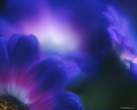 blue_flowers_3.jpg