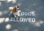 Dogs allowed.jpg