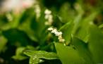 through_my_lens_spring.jpg