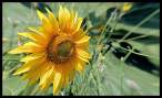 Sunflower I.jpg