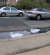 Ducks.jpg
