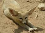 Fennecus_zerda_-_Fennec_fox.jpg
