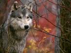 The Lookout, Gray Wolf.jpg