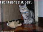 funny-pictures-cat-will-not-fetch.jpg
