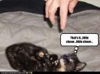 funny-pictures-kitten-hopes-you-come-closer.jpg
