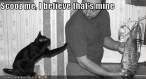 funny-pictures-cat-wants-his-fish.jpg