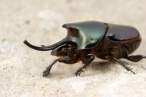 Onthophagus nigriventris dung beetle, maj. male.jpg