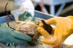 rescued_birds_through_cleaning_process2_375.jpg