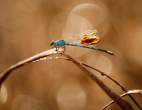 ap_dragonfly_100526_ssh.jpg
