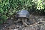 45_-_Galapagos_Another_Land_Turtle.jpg