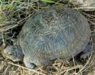 desert-box-turtle.jpg