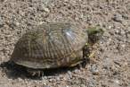 04080701PD_box_turtle.jpg