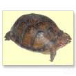 eastern_box_turtle_postcard.jpg