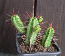 Euphorbia Enpola2.jpg