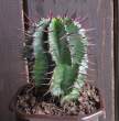 Euphorbia Horida.jpg