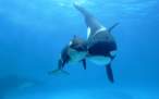 orca_killer_whale_under_sea-1440x900.jpg