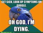 memes_paranoid_parrot_Meme_Dump-s500x389-126465-580.jpg